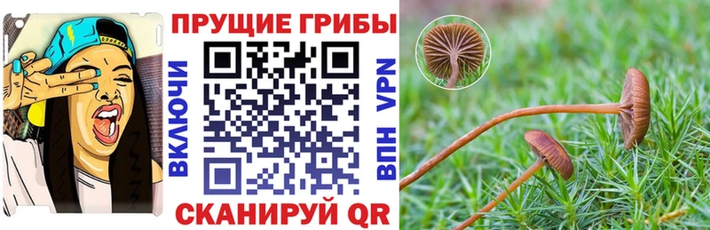 Псилоцибиновые грибы ЛСД  mega зеркало  Суджа 